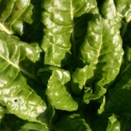 Spinach Perpetual Leaf Seeds